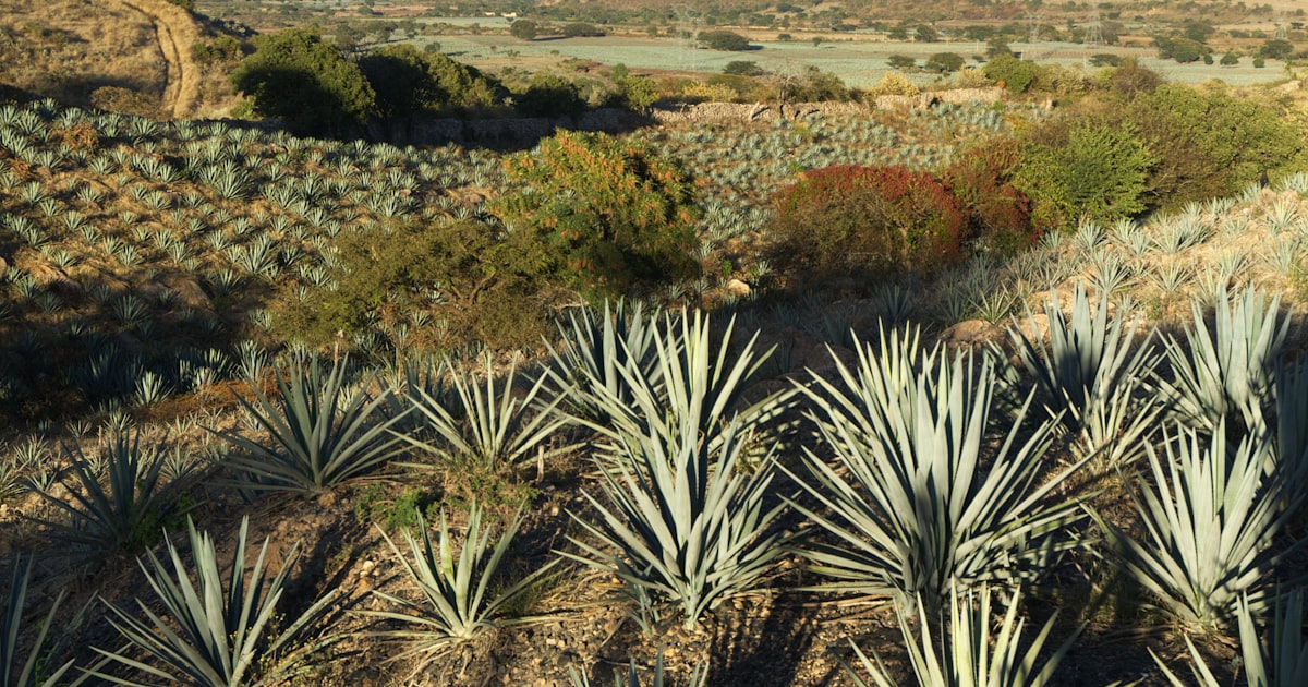Blue agave plants in a dry, sun-drenched landscape
