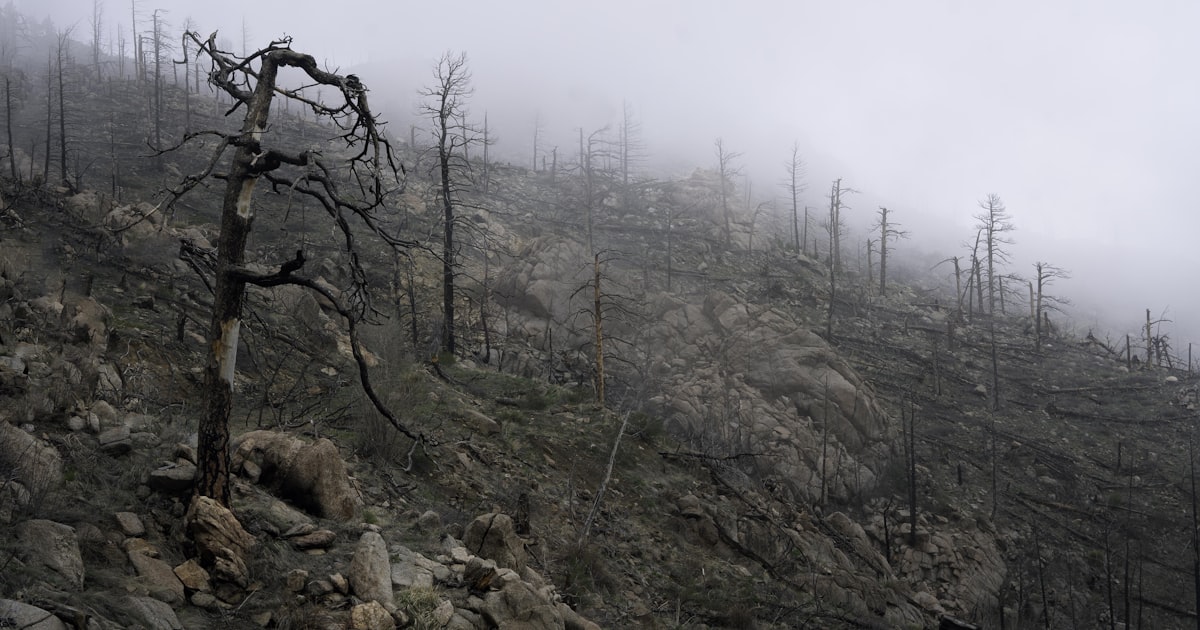 Burned trees on a hillside after a wildfire