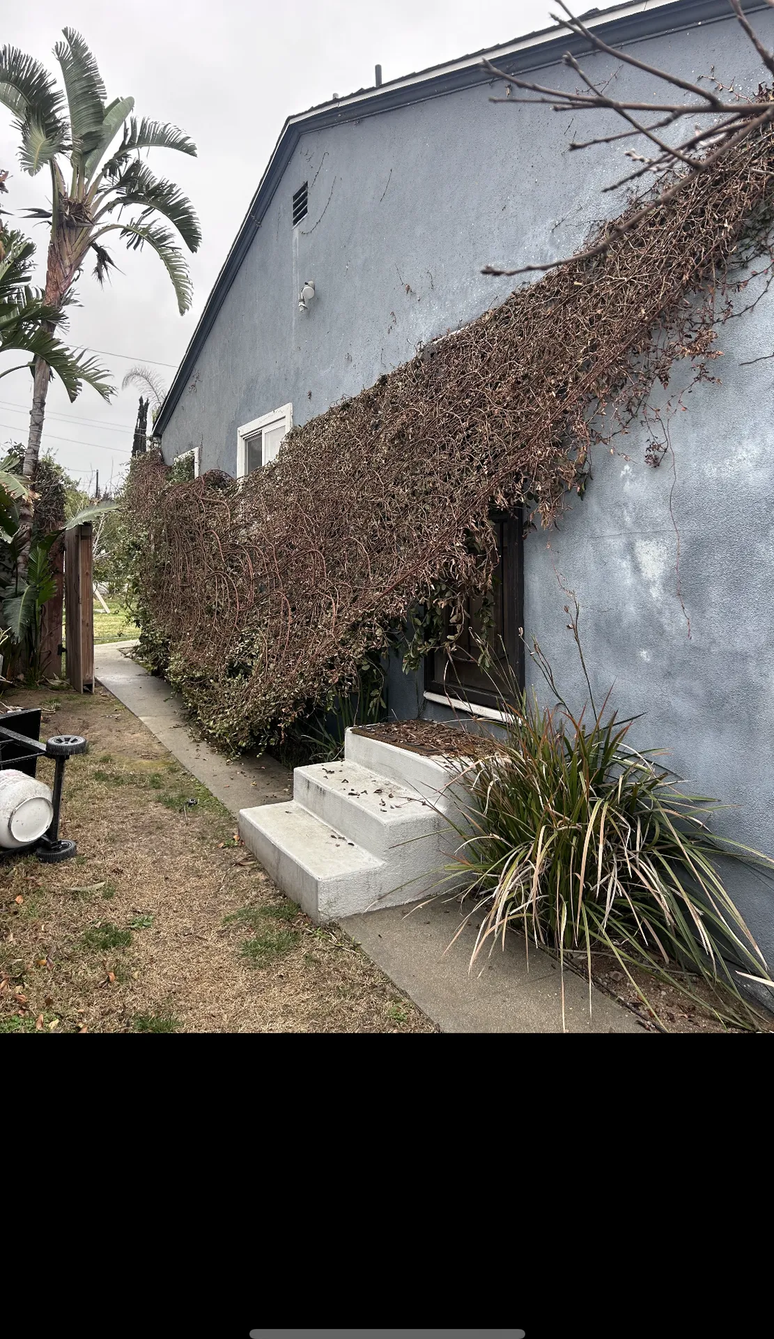 Neglected yard with dead vines before renovation