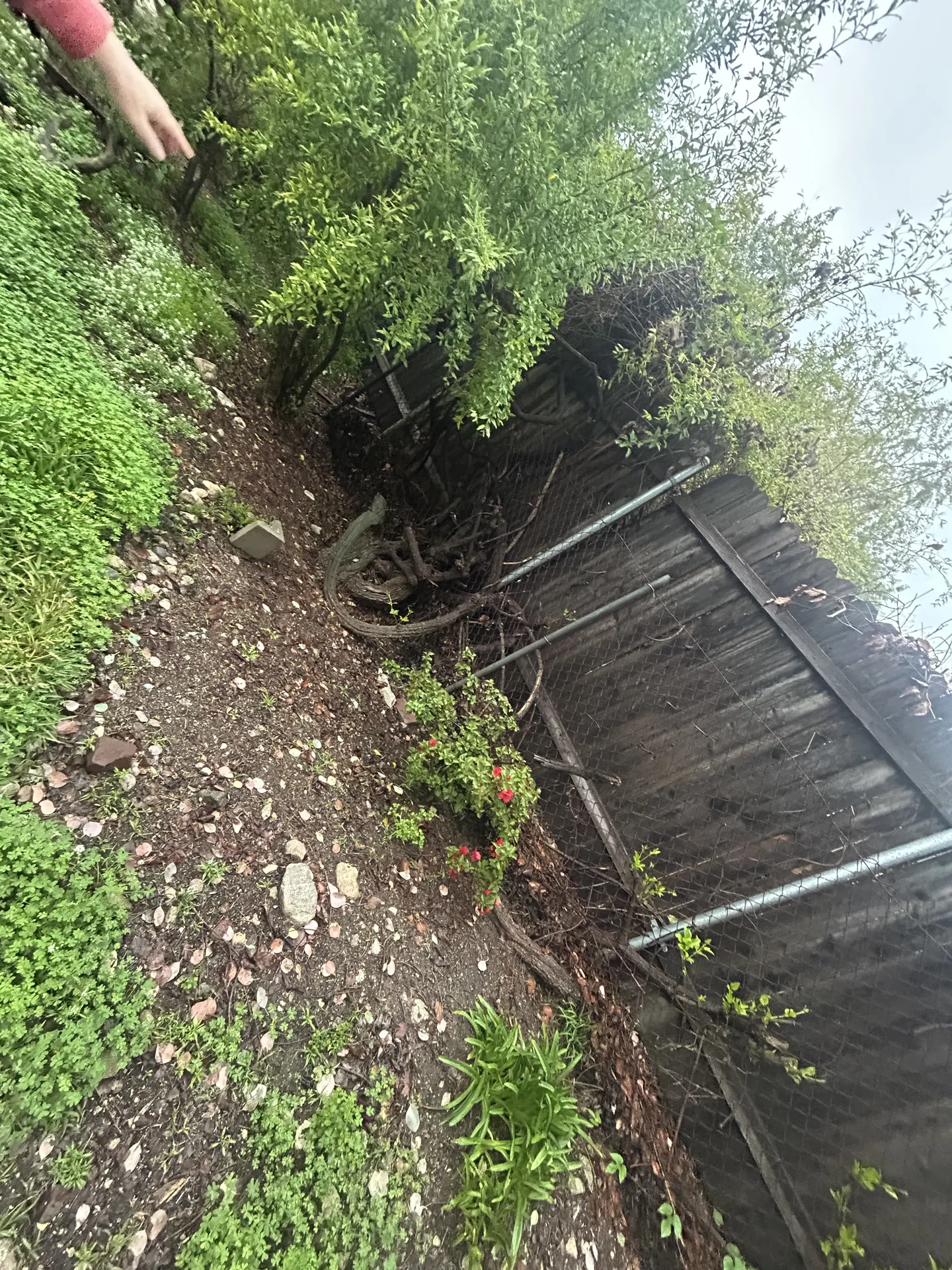 Overgrown chain link fence before removal