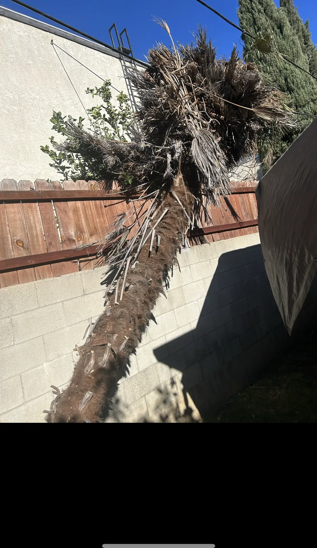 Overgrown side yard with palm before fence extension