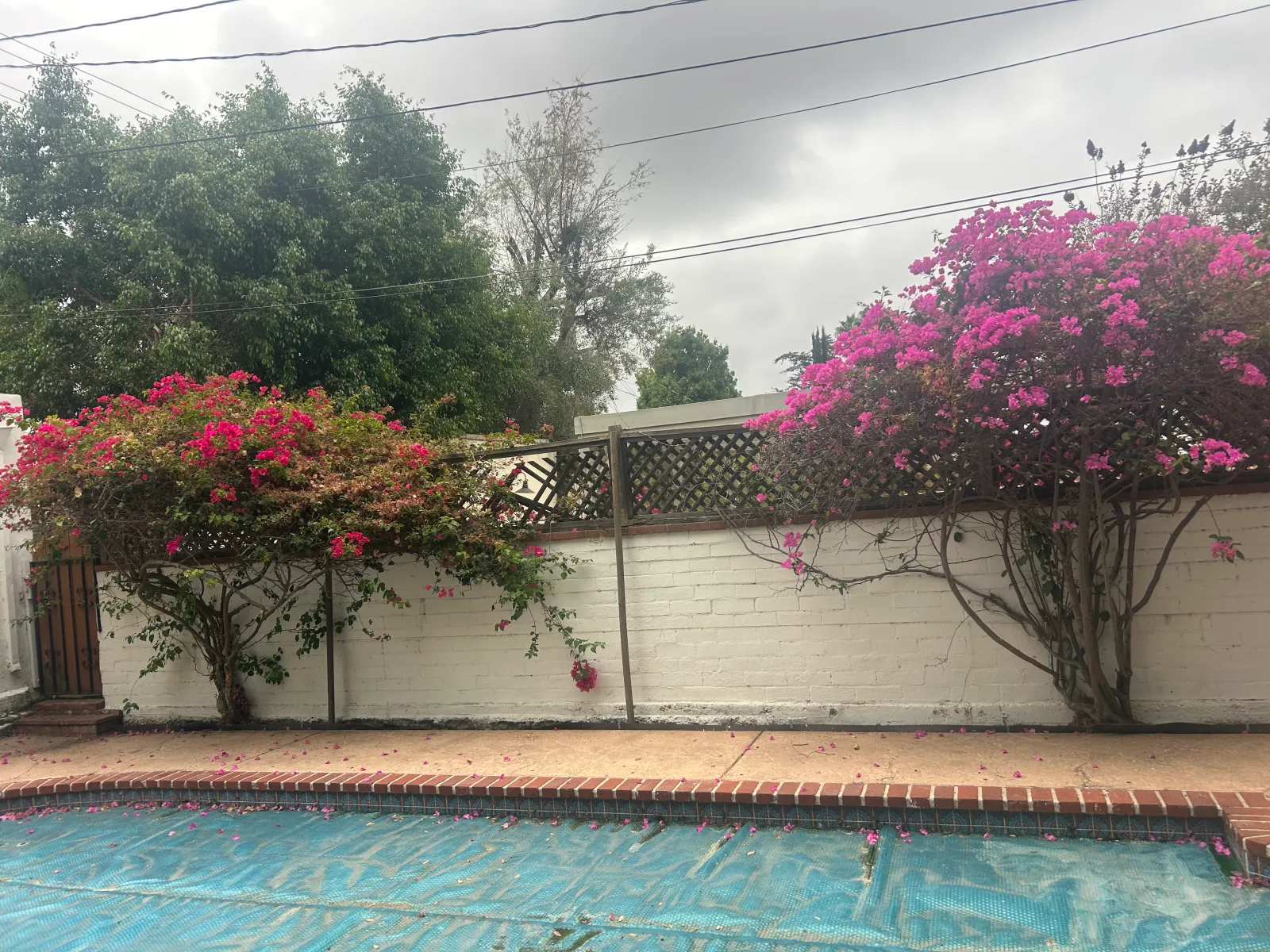 Old block wall with lattice and bougainvillea