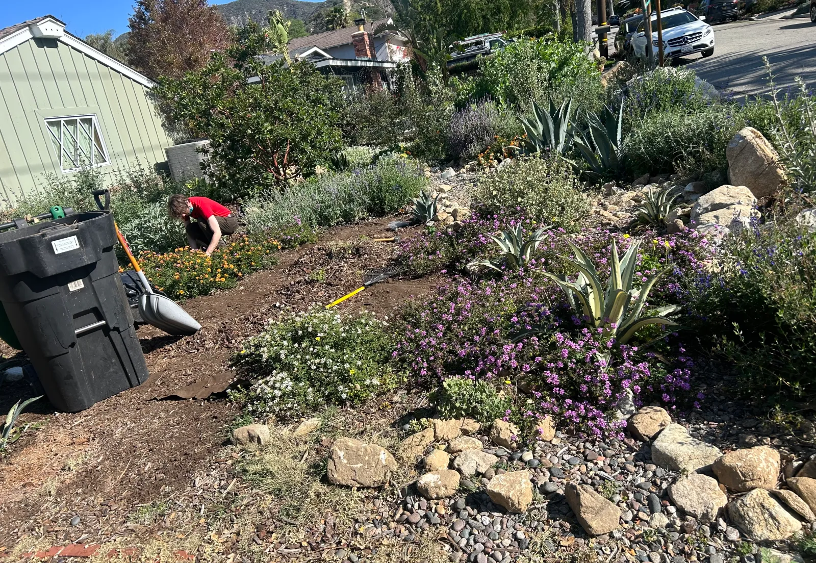 Hillside drought-tolerant planting in progress