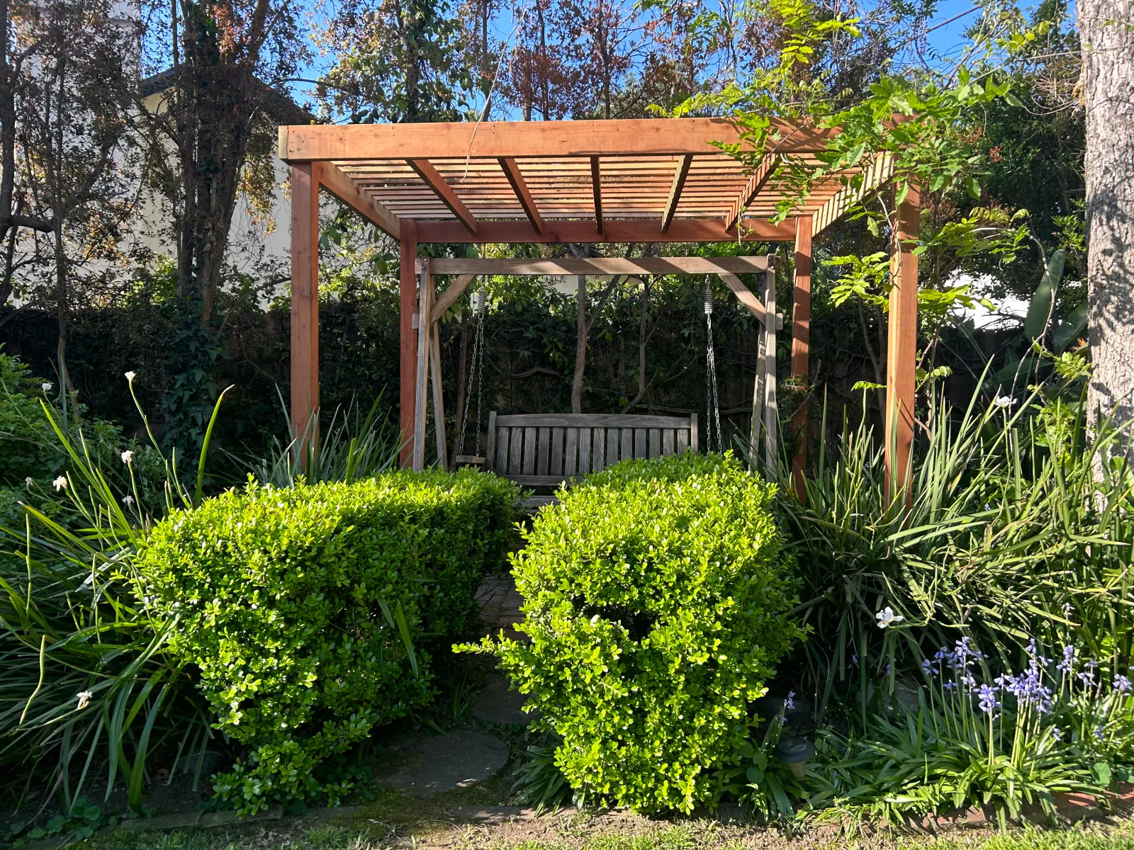 New cedar pergola with boxwood hedging over garden swing